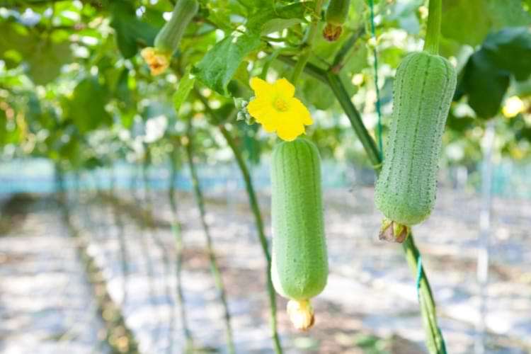 plante de loofah fleur