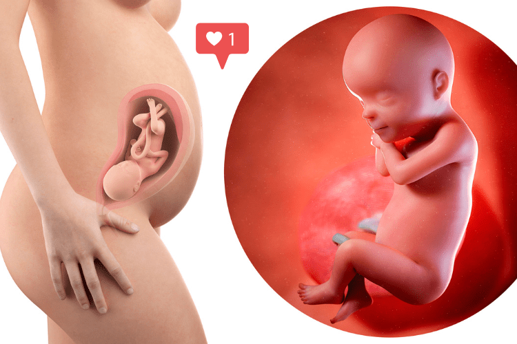Développement du foetus mois par mois