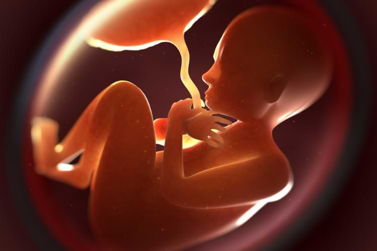 cordon ombilical, le placenta avec le foetus