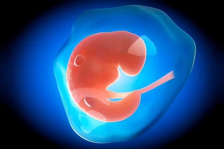 développement de l'embryon