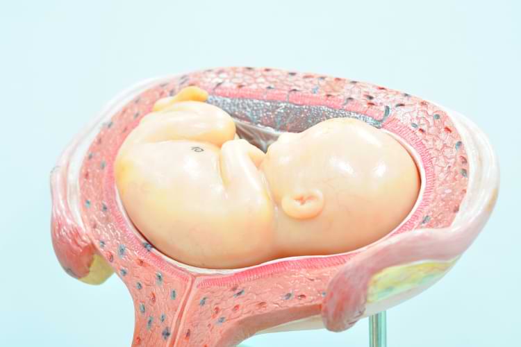 développement du foetus et la position